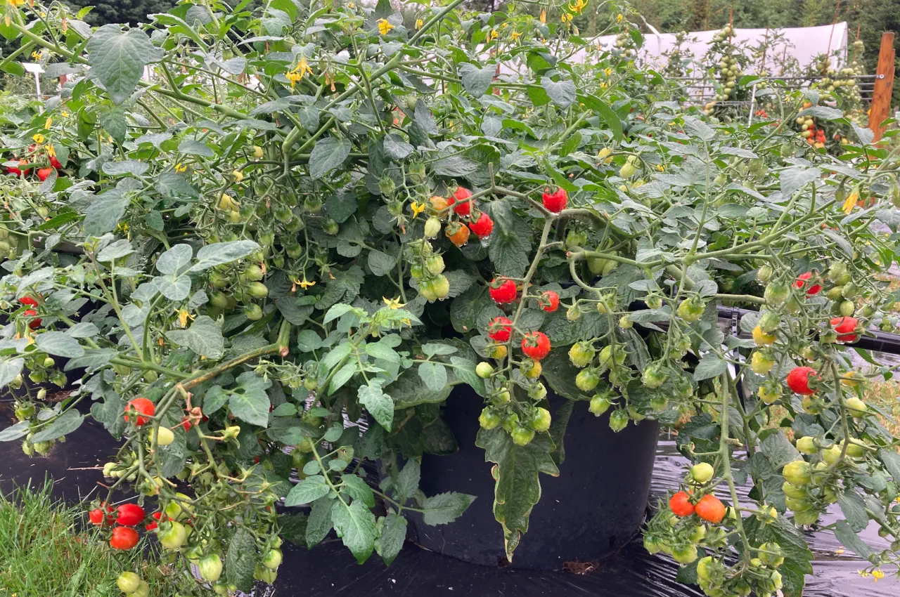 Best Bush Tomatoes To Grow In Containers In The UK